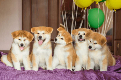 فروش توله سگ جاپانیز اکیتا و امریکن اکیتا