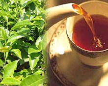 فروش چای ایرانی لاهیجان در کاشان و اصفهان 09111459401