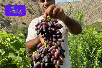 فروش نهال‌ های اصلاح‌ شده در بزرگترین نهالستان کشور