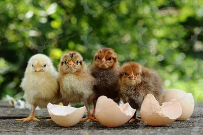 🐣🐣🐣 *جوجه مرغ بومی*🐣🐣🐣