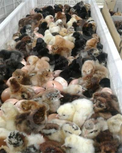 🐣🐣🐣🐣🐣 *جوجه مرغ بومی*🐣🐣🐣