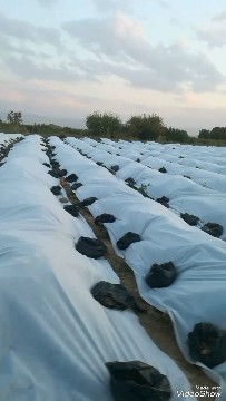 فوم ضد سرمازدگی 