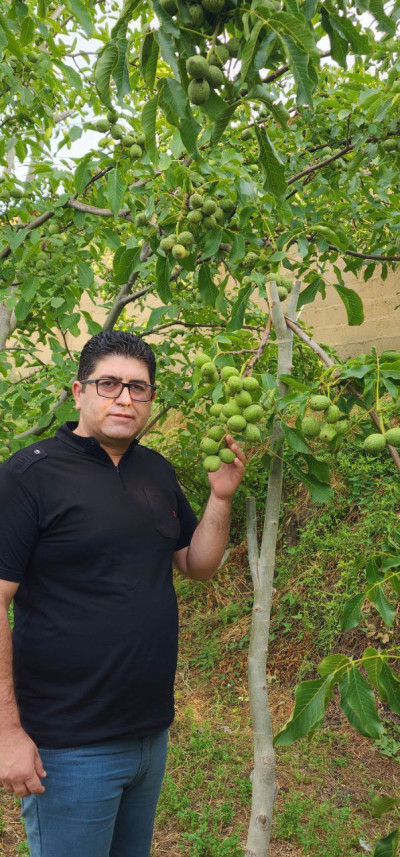 گردو ژنوتیپ 