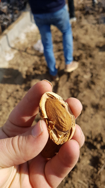فروش نهال بادام تونو