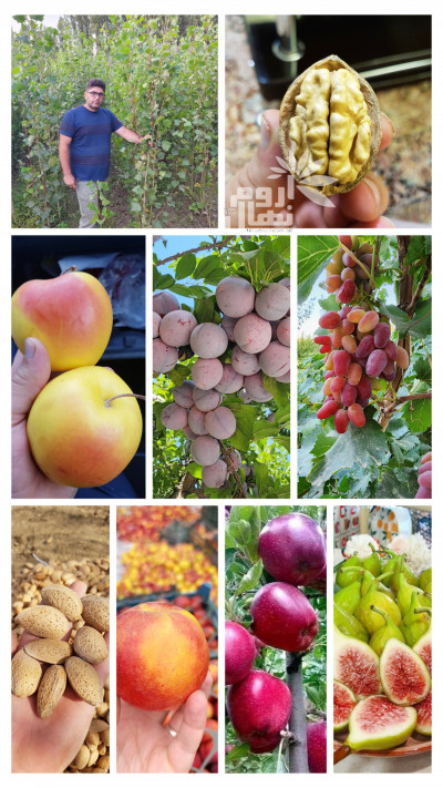 فروش انواع نهال های مثمر و غیر مثمر