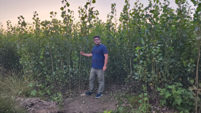 سرمایه گذاری سبز با نهال کبوده