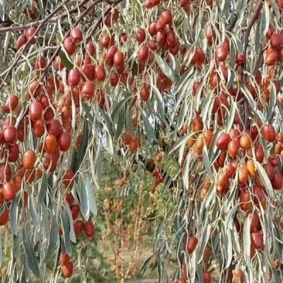 فروش نهال سنجد نهال مقاوم به کم آبی و شوری 