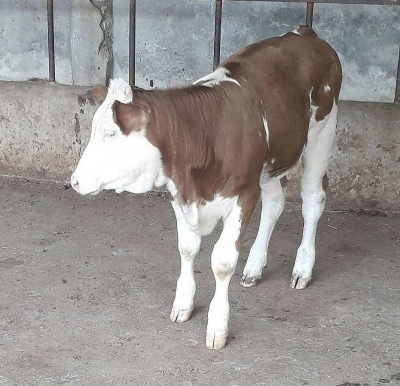 فروش دام زنده گوساله 