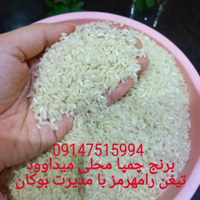 برنج چمپا محلی میداوود تیغن رامهرمز 