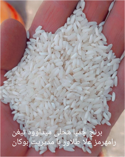 برنج چمپا محلی میداوود تیغن رامهرمز 