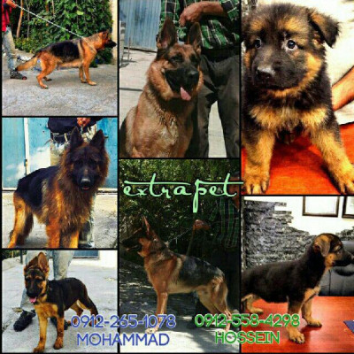 تنها مرکز استاندارد انواع ژرمن شپهرد با بیش از 50 قلاده ژرمن فوق العاده