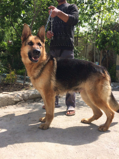 ژرمن شاپ تنها فروشگاه تخصصی ژرمن در ایران