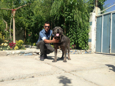 واردات خرید و فروش سگهای اصیل