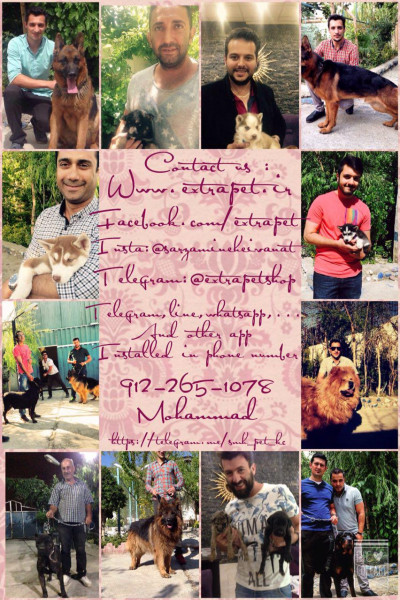 خرید و فروش انواع نژادهای سگ در مجموعه ای بینظیر زیر نظر دامپزشک