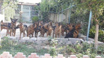 از ما هاپو بخرید