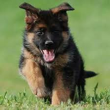 تنها مرکز استاندارد انواع ژرمن شپهرد با بیش از 50 قلاده ژرمن فوق العاده