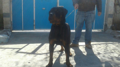 واردات و پرورش تخصصی رتوایلر( سگ پلیس امریکا)