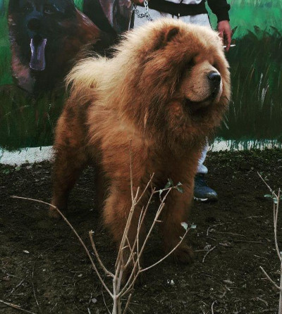 قروشگاه تخصصی سگ چاوچاو