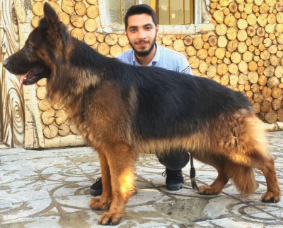 فروش ژرمن ورک لاین در سنین مختلف