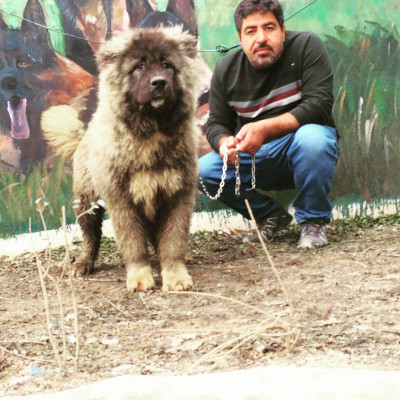 فروش سگهای قفقازی در کلاسهای مختلف
