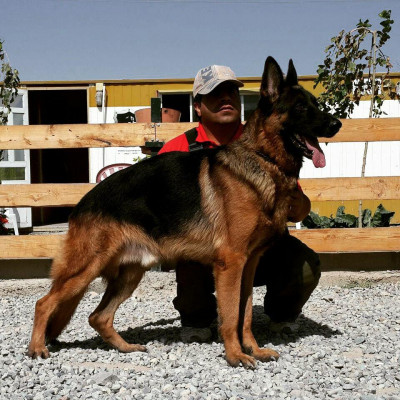 فروش ژرمن شپهرد شولاین