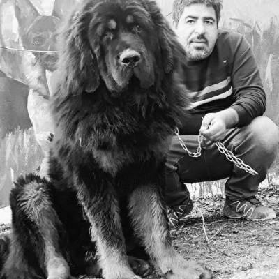 مژده به طرفداران سگ های غول پیکر