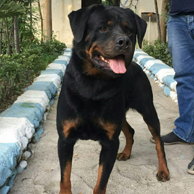 واردات و پرورش تخصصی رتوایلر سگ پلیس امریکا