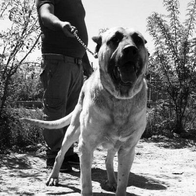 فروش توله کانگال 