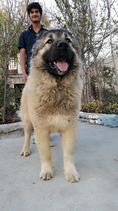 توله سراب ذات قدیم بسیار درشت 