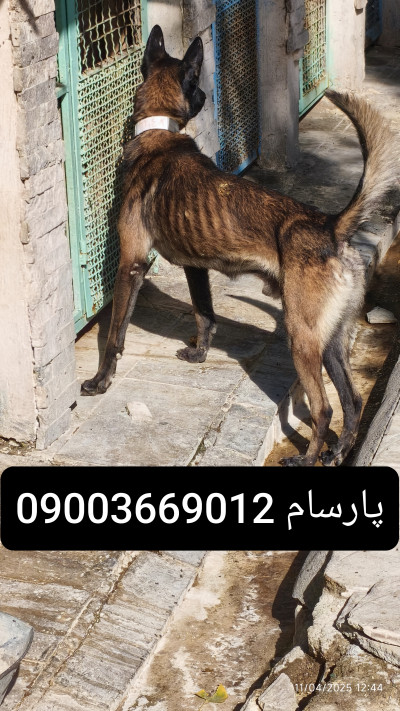 خرید و فروش سگ نگهبان 