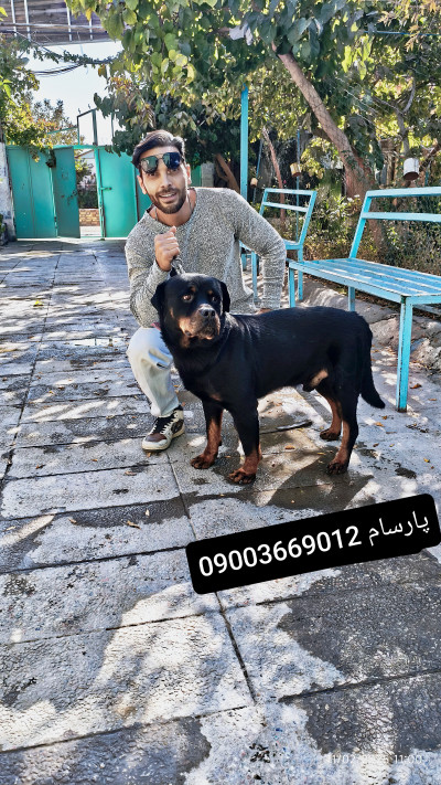 خرید روت وایلر