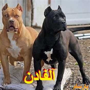 خرید و ارسال فوری سگ پیتبول با اصالت