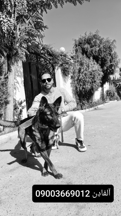 خرید و فروش سگ ژرمن شپرد شولاین و ورک لاین