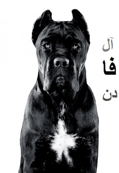 خرید و فروش سگ کن کورسو اصیل وارداتی