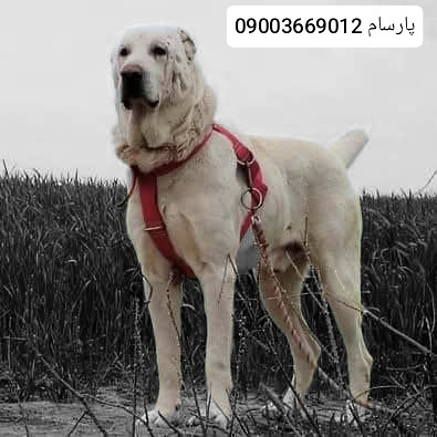 سگ آلابای روس اصیل توله و بالغ