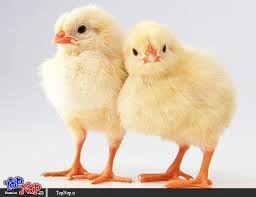 فروش جوجه مرغ تخمگذار ، مرغ تخم گذار