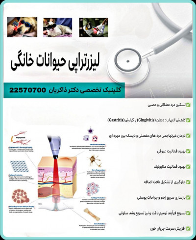 فیزیوتراپی و لیزردرمانی پیشرفته حیوانات خانگی