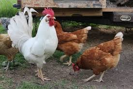 فروش عمده و جزئی مرغ بومی تخم گذار و گوشتی تحت نظر جهاد کشاورزی 
