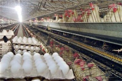 قیمت مرغ تخمگذار های لاین وال اس ال 
