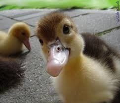قیمت جوجه اردک یک روزه از نژادهای مختلف