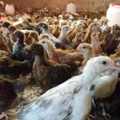 فروش مرغ بومی گلپایگانی 4 ماهه اصلاح شده