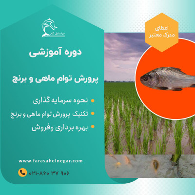 پرورش ماهی و برنج در شالیزار