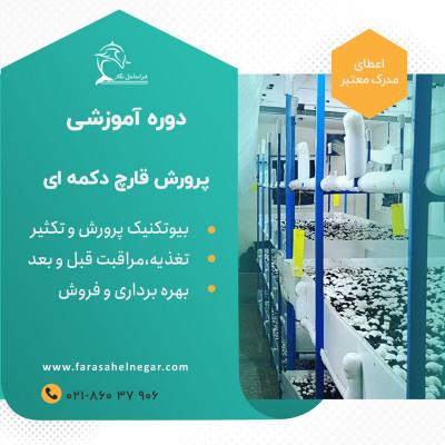 دوره آموزشی پرورش قارچ - فرصتی بی‌نظیر برای شروع کسب‌وکار خانگی پردرآمد