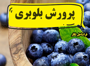 پرورش بلوبری؛ یک سرمایه‌گذاری پرسود و مطمئن