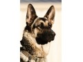 ویزیت سگهای نگهبان در محل - ویزیت کارت اختصاصی