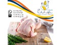 فروش سایزهای مختلف مرغ منجمد سابین تجارت