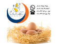 فروش و صادرات تخم مرغ خوراکی محلی سابین تجارت