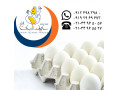 صادرات تخم مرغ خوراکی سفید سابین تجارت