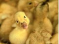 فروش جوجه اردک - اردک اصلاح نژادشده