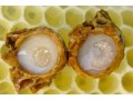 فروش ژل رویال 100% اصل و عسل طبیعی - سنگ ساب رویال